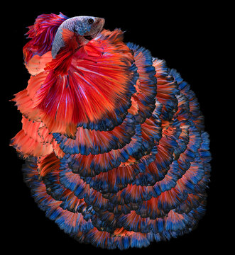 Beautiful red blue Siamese fighting fish, Betta splendens, (Rosetail), fighting fish on black background.