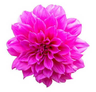 Close up pink Dahlia flower, Dahlia isolated on white background.