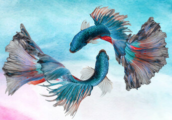 Beautiful movement of blue green  Betta fish, Siamese fighting fish, Betta splendens of Thailand on pastel background.