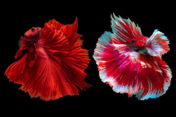 Beautiful movement of two red  Betta, Siamese fighting fish, Two betta fish are fighting, Betta...