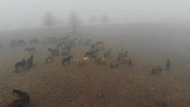 Aerial footage of hucul stud in the mist.