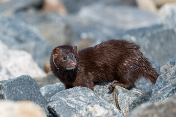 Wild American Mink in the rocks next to a lake.