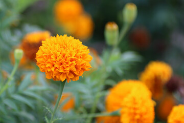Beautiful orange marigolds flower in the garden