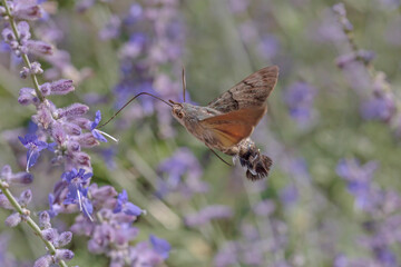 hawk moth flying at violet flowers