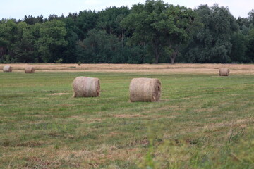 Fototapeta premium mowed and rolled grass in the field - the so-called bales