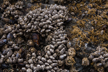A closeup collection of gooseneck barnacles, acorn barnacles, snails, mussels and sea anemones on a...