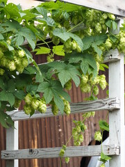 Humulus or hop plant in the farm