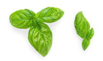 Fresh green basil leaves isolated on white background, top view. Basil herb  .