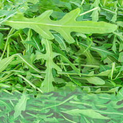 Fototapeta premium Arugula herb as a background. Green fresh Rocket salad or arugula leaf,, macro textura