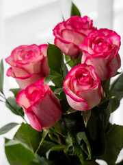bouquet of five fresh pink purple bicolour roses close up on white background. Vertical, copy space, side view.