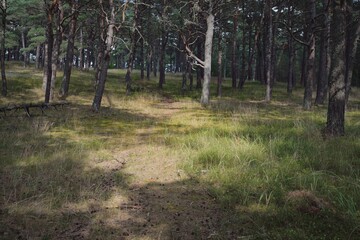 Pathway through the majestic evergreen forest. Mighty trees, moss and lichen, plants. Atmospheric...