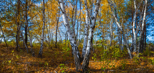 autumn birch tree grove wide scene