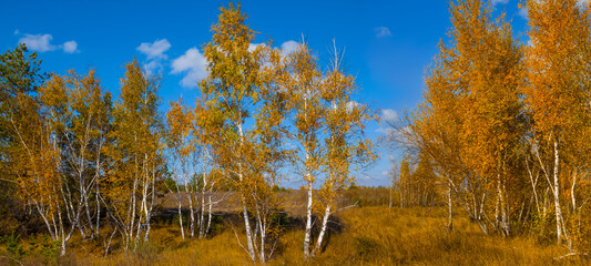small red birch tree grove among prairie, autumn natural scene