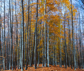 red autumn beech forest natural background