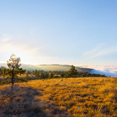Fototapeta na wymiar mountain plateau with pine forest at the sunset