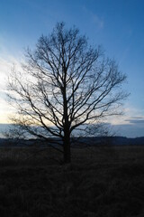 Fototapeta na wymiar tree in the morning