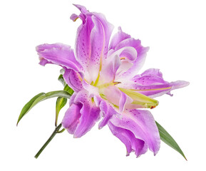 Fototapeta na wymiar polypetalous lily lilac bloom on white