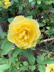 黄色のバラ　薔薇　ばら　花