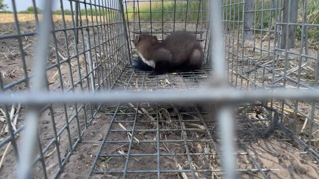 a young stone marten (Martes foina) is caught in a metal live trap - wildlife - video K4 
