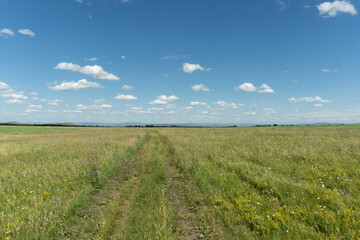 Fototapeta na wymiar wheat field and sky