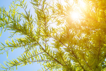 Copy space of blur green palm leaf tree with bokeh sunlight abstract texture background. Ecology and environment concept