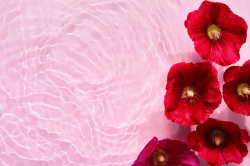 Mallow flowers in pink water background with concentric circles and ripples. Natural beauty Spa...