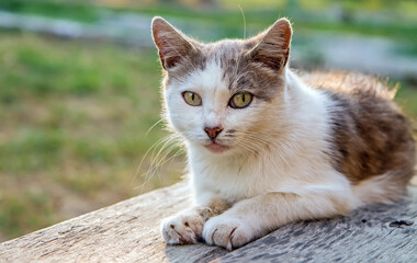 A street cat looks into the camera lying on a wooden bench.