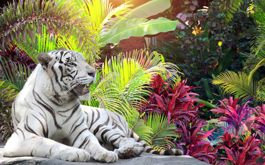 Horizontal banner with palm leaves and a lying white tiger