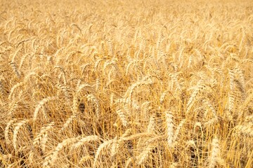 Country agricultural field at sunset. Plants close-up. Soft sunlight, golden hour. Idyllic rural...