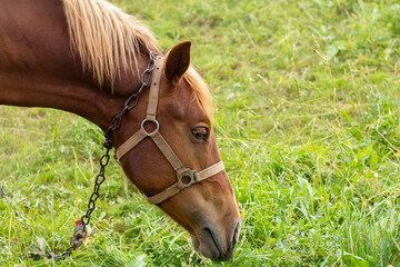 A village horse on a leash is grazing in a meadow.