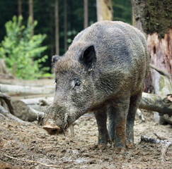 Naklejka na ściany i meble Wild boar, sus scrofa , In the evening, wild boars come out of the forest to look for food
