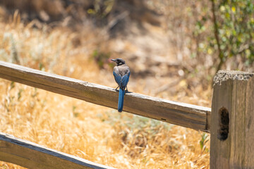 Western Scrub Jay (Aphelocoma Californica) sits on a fence. 
