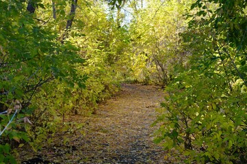 path in the woods