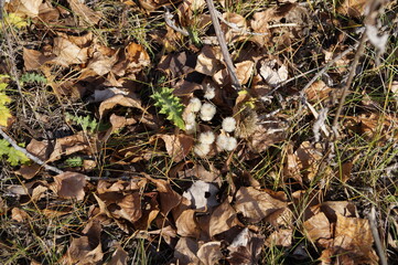 Thorns in the autumn forest