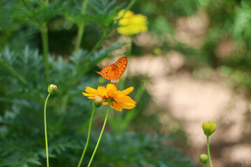 Orange flowers and butterflies are eating nectar. on a blurry green forest background