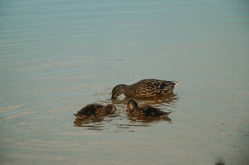 Mother duck swims in the water with little ducklings