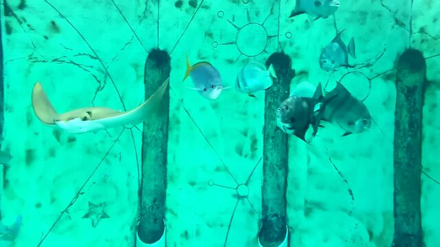 Stingray and Yellow and Blueback Fusilier Fish Swim in Turquoise Aquarium Water