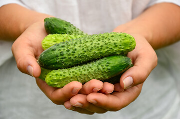 Naklejka na ściany i meble Fresh green cucumbers in women's hands. Harvesting from the garden. Summer vegetables. Dietary nutrition