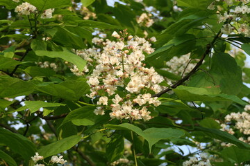 Trompetenbaum Blütenstand