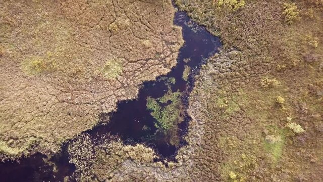 Overgrowing peat shores at bog lake, vertical aerial shot