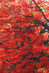 モミジの葉・秋のイメージ