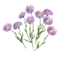Set with Erigeron glabellus flowers. (Erigeron speciosus known as garden, aspen, showy, prairie, streamside fleabane). Watercolor hand drawn painting illustration isolated on white background.