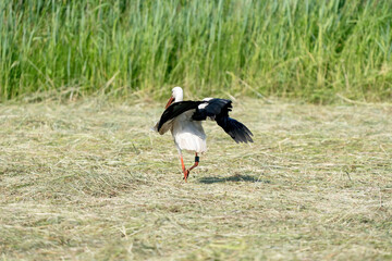 White stork landed in the hay on the meadow. Wings spread, seen from behind