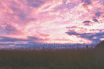 Wheat field with evening sky in summer. Rural landscape nature