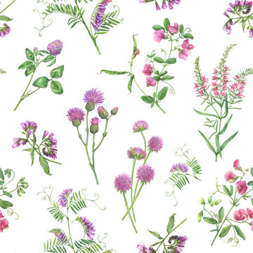 Seamless floral pattern with clover, mouse pea, comfrey, vetch, thistle, scabiosa flowers. Pink wildflower wallpaper. Botanical meadow summer textile pattern. Watercolor illustration isolated on white