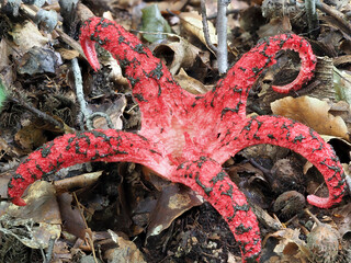 Tintenfischpilz (Clathrus archeri)