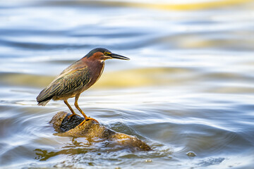 Green heron (Butorides striatus) stands on a stone in Lake Elizabeth, Fremont Central Park