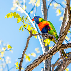 A rainbow lorikeet standing and watching