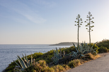 Giant Agave flowers against a blue sky in a Mediterranean coastal landscape