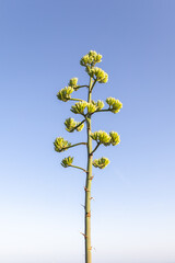 Giant Agave Flower against a blue sky